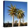 Africa, Namibia. Close Up of Two Quiver Trees-Jaynes Gallery-Stretched Canvas