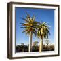 Africa, Namibia. Close Up of Two Quiver Trees-Jaynes Gallery-Framed Photographic Print