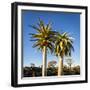 Africa, Namibia. Close Up of Two Quiver Trees-Jaynes Gallery-Framed Photographic Print