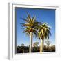 Africa, Namibia. Close Up of Two Quiver Trees-Jaynes Gallery-Framed Photographic Print