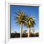 Africa, Namibia. Close Up of Two Quiver Trees-Jaynes Gallery-Framed Photographic Print