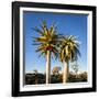 Africa, Namibia. Close Up of Two Quiver Trees-Jaynes Gallery-Framed Photographic Print