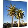 Africa, Namibia. Close Up of Two Quiver Trees-Jaynes Gallery-Mounted Photographic Print