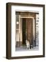 Africa, Namibia. Dogs at Door Entrance-Jaynes Gallery-Framed Photographic Print