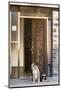 Africa, Namibia. Dogs at Door Entrance-Jaynes Gallery-Mounted Photographic Print