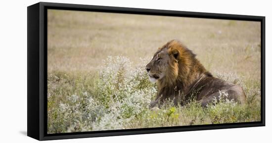 Africa, Namibia, Etosha National Park. Adult Male Lion Resting-Jaynes Gallery-Framed Stretched Canvas