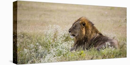 Africa, Namibia, Etosha National Park. Adult Male Lion Resting-Jaynes Gallery-Stretched Canvas