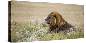 Africa, Namibia, Etosha National Park. Adult Male Lion Resting-Jaynes Gallery-Stretched Canvas