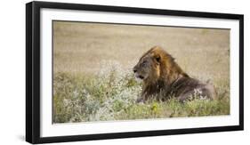 Africa, Namibia, Etosha National Park. Adult Male Lion Resting-Jaynes Gallery-Framed Photographic Print