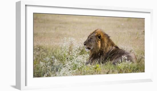 Africa, Namibia, Etosha National Park. Adult Male Lion Resting-Jaynes Gallery-Framed Photographic Print