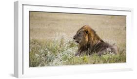 Africa, Namibia, Etosha National Park. Adult Male Lion Resting-Jaynes Gallery-Framed Photographic Print