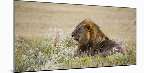 Africa, Namibia, Etosha National Park. Adult Male Lion Resting-Jaynes Gallery-Mounted Photographic Print