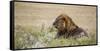 Africa, Namibia, Etosha National Park. Adult Male Lion Resting-Jaynes Gallery-Framed Stretched Canvas