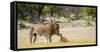 Africa, Namibia, Etosha National Park. Alpha Male Lion Inspects Cub-Jaynes Gallery-Framed Stretched Canvas