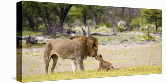 Africa, Namibia, Etosha National Park. Alpha Male Lion Inspects Cub-Jaynes Gallery-Stretched Canvas