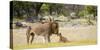 Africa, Namibia, Etosha National Park. Alpha Male Lion Inspects Cub-Jaynes Gallery-Stretched Canvas