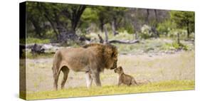 Africa, Namibia, Etosha National Park. Alpha Male Lion Inspects Cub-Jaynes Gallery-Stretched Canvas