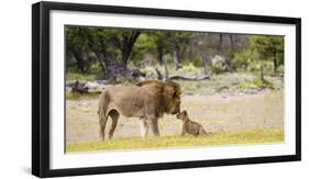 Africa, Namibia, Etosha National Park. Alpha Male Lion Inspects Cub-Jaynes Gallery-Framed Photographic Print