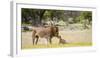 Africa, Namibia, Etosha National Park. Alpha Male Lion Inspects Cub-Jaynes Gallery-Framed Photographic Print