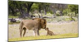 Africa, Namibia, Etosha National Park. Alpha Male Lion Inspects Cub-Jaynes Gallery-Mounted Photographic Print