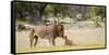 Africa, Namibia, Etosha National Park. Alpha Male Lion Inspects Cub-Jaynes Gallery-Framed Stretched Canvas