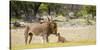 Africa, Namibia, Etosha National Park. Alpha Male Lion Inspects Cub-Jaynes Gallery-Stretched Canvas