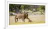 Africa, Namibia, Etosha National Park. Alpha Male Lion Inspects Cub-Jaynes Gallery-Framed Photographic Print