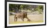 Africa, Namibia, Etosha National Park. Alpha Male Lion Inspects Cub-Jaynes Gallery-Framed Photographic Print