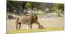 Africa, Namibia, Etosha National Park. Alpha Male Lion Inspects Cub-Jaynes Gallery-Mounted Photographic Print