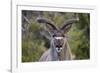 Africa, Namibia, Etosha National Park. Close Up of Kudu Bull Head-Jaynes Gallery-Framed Photographic Print