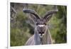 Africa, Namibia, Etosha National Park. Close Up of Kudu Bull Head-Jaynes Gallery-Framed Photographic Print