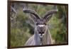 Africa, Namibia, Etosha National Park. Close Up of Kudu Bull Head-Jaynes Gallery-Framed Photographic Print