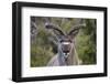 Africa, Namibia, Etosha National Park. Close Up of Kudu Bull Head-Jaynes Gallery-Framed Photographic Print