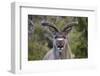 Africa, Namibia, Etosha National Park. Close Up of Kudu Bull Head-Jaynes Gallery-Framed Photographic Print