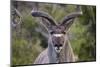 Africa, Namibia, Etosha National Park. Close Up of Kudu Bull Head-Jaynes Gallery-Mounted Photographic Print