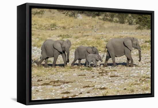 Africa, Namibia, Etosha National Park. Family of elephants walking-Hollice Looney-Framed Stretched Canvas