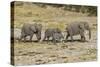 Africa, Namibia, Etosha National Park. Family of elephants walking-Hollice Looney-Stretched Canvas