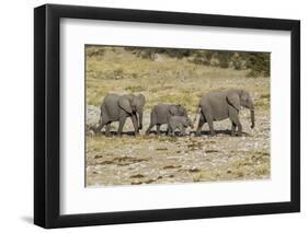 Africa, Namibia, Etosha National Park. Family of elephants walking-Hollice Looney-Framed Photographic Print