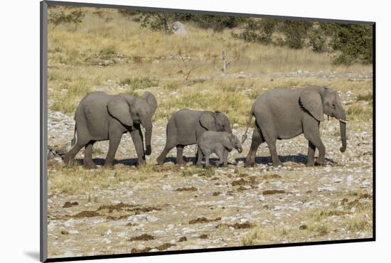 Africa, Namibia, Etosha National Park. Family of elephants walking-Hollice Looney-Mounted Photographic Print