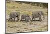 Africa, Namibia, Etosha National Park. Family of elephants walking-Hollice Looney-Mounted Photographic Print