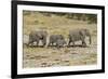 Africa, Namibia, Etosha National Park. Family of elephants walking-Hollice Looney-Framed Photographic Print