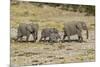 Africa, Namibia, Etosha National Park. Family of elephants walking-Hollice Looney-Mounted Photographic Print