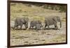 Africa, Namibia, Etosha National Park. Family of elephants walking-Hollice Looney-Framed Premium Photographic Print