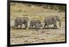 Africa, Namibia, Etosha National Park. Family of elephants walking-Hollice Looney-Framed Photographic Print