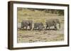 Africa, Namibia, Etosha National Park. Family of elephants walking-Hollice Looney-Framed Photographic Print