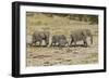 Africa, Namibia, Etosha National Park. Family of elephants walking-Hollice Looney-Framed Photographic Print