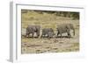 Africa, Namibia, Etosha National Park. Family of elephants walking-Hollice Looney-Framed Photographic Print