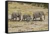 Africa, Namibia, Etosha National Park. Family of elephants walking-Hollice Looney-Framed Stretched Canvas