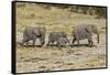 Africa, Namibia, Etosha National Park. Family of elephants walking-Hollice Looney-Framed Stretched Canvas