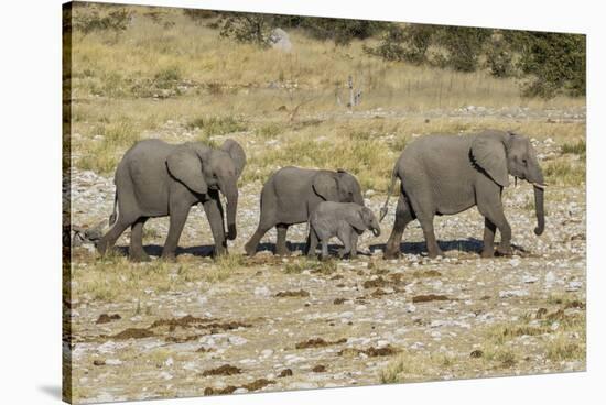 Africa, Namibia, Etosha National Park. Family of elephants walking-Hollice Looney-Stretched Canvas